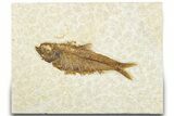 Detailed Fossil Fish (Knightia) - Wyoming #318489-1